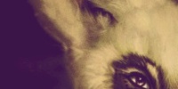 Cookie